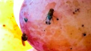 Kirschessigfliege Männchen Weibchen