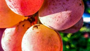 Kirschessigfliege bei Eiablage